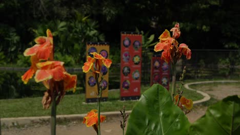 Cerca-De-Flores-De-Naranja-En-El-Jardín-Botánico-De-Cali,-Colombia