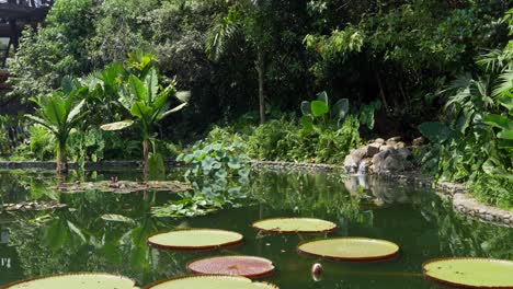 Pequeño-Lago-Con-Victoria-Regia-Y-Otras-Plantas-Acuáticas,-Cali,-Jardín-Botánico,-Colombia