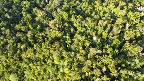 Paisaje-Aéreo-De-Densos-árboles-De-La-Selva-Tropical-Que-Revelan-Un-Embarcadero-Y-Vistas-Al-Océano-En-Raja-Ampat,-Papua-Occidental,-Indonesia