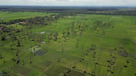 Scattering-Of-Palm-Trees-Across-Cambodian-Rice-Fields-Near-Banteay-Srei