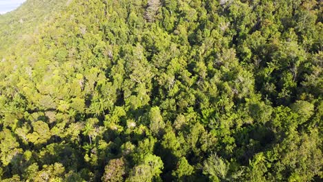 Aerial-drone-flight-over-dense-green-trees-of-rainforest-in-Raja-Ampat,-West-Papua,-Indonesia