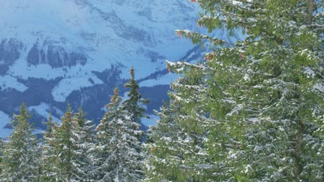 Sobrevuelo-Con-Drones-Que-Muestra-Las-Copas-De-Los-árboles-Cargadas-De-Nieve-Y-Las-Montañas-Glaciares-Al-Fondo,-Ubicado-En-Los-Alpes-De-Engelberg,-En-Brunni,-Suiza