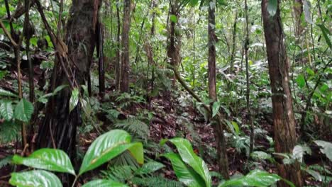 Schwenk-Vom-Regenwaldboden-In-Richtung-Baumkronen-Im-Regenwald-Von-Costa-Rica