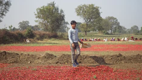 Sun-drying-process-for-red-chillies,-Young-Indian-boy-working-at-a-spice-farm