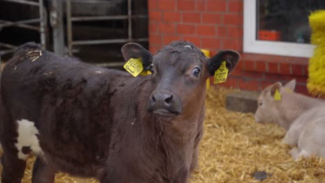 Young-Calf-Gazes-Into-the-Camera:-Adorable-Farm-Animal-Portrait
