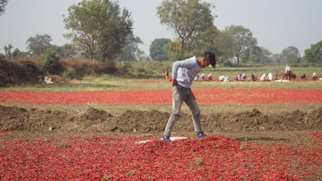 Sun-drying-process-for-red-chillies,-Young-boy-working-as-child-labour-in-spice-factory