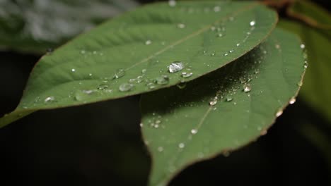 Green-leaf-in-rainforest-with-raindrops-under-soft-light
