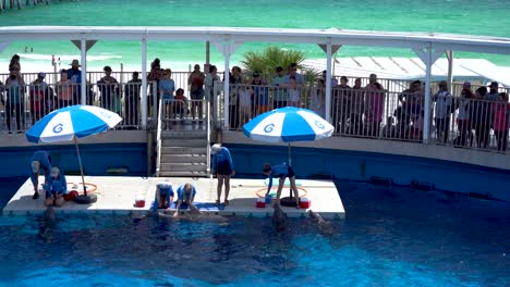 Dolphin-show-at-Gulfarium-marine-adventure-park-in-Destin-fort-walton-beach-Florida-USA