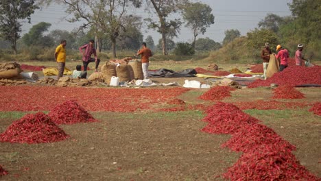 Indian-migrant-workers-at-red-chilli-spice-farm