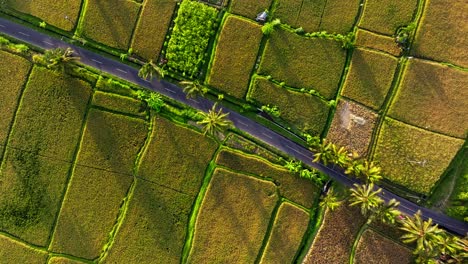 Road-Through-Exotic-Tropical-Farm-Land-with-few-cars---Static-Top-Down-Aerial