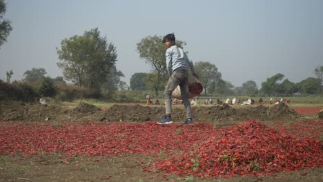 Sun-drying-process-for-red-chillies,-Young-boy-working-as-child-labour-at-spice-farm
