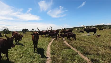 A-Herd-Of-Ankole-Watusi-Longhorn-Cattle-In-The-Pasture-Land-In-Rwanda,-East-Africa
