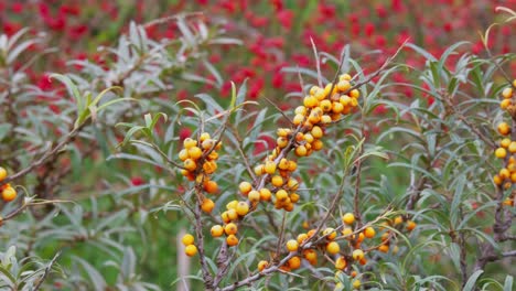 Ripe-sea-buckthorn-berries-on-a-branch,-bush-with-yellow-fruits-,-close-up