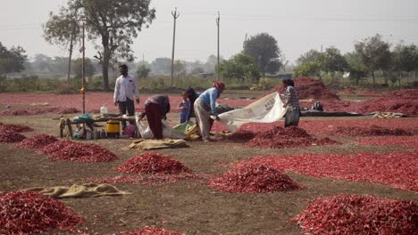 Indische-Wanderarbeiter-Auf-Der-Red-Chili-Gewürzfarm