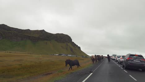 Herd-Of-Icelandic-Horses-Near-Seljalandsfoss-Waterfall-In-Iceland---Panning-Shot