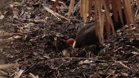 Native-Australian-brush-turkey-digging-nest-in-a-rainforest-under-soft-light