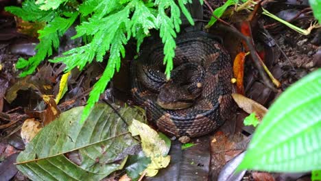 Poisonous-fer-de-lance-viper-hides-underneath-ferns-in-Costa-Rica-Rainforest