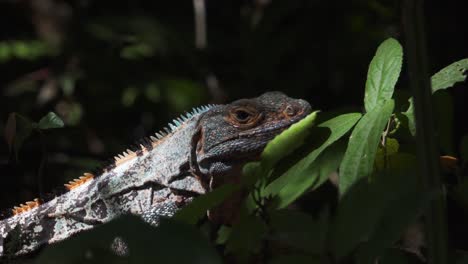 Black-Spiny-Tailed-Iguana-relaxes-in-Costa-Rica-rainforest