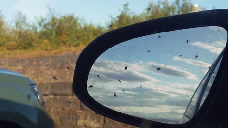 Schwarm-Kriebelmücken,-Die-Am-See-Mývatn-In-Island-Herumfliegen
