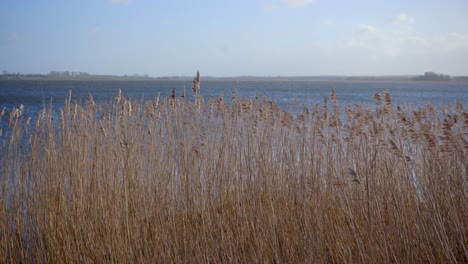 Wind-Whispers-Through-Reeds-on-the-water-Side:-Invigorating-Breezy-Weather