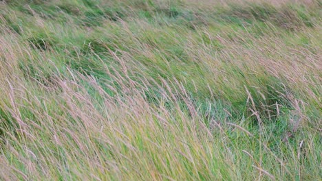 Blurry-European-beach-grass,-reeds,-and-stalks-sway-in-the-wind,-along-the-shore-isolated-in-the-dunes-with-white-sand