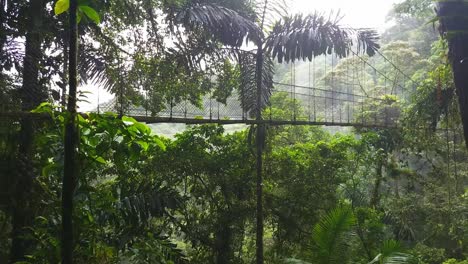 Hombre-Camina-Sobre-Un-Puente-Colgante-En-La-Selva-Tropical-De-Costa-Rica