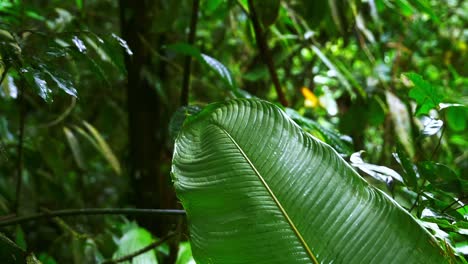 Follaje-Y-Vegetación-En-La-Selva-Tropical-De-Costa-Rica