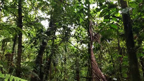 Muslim-woman-walks-through-Costa-Rica-Rainforest