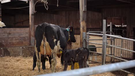 Christmas-Calf-with-Mother-in-the-Barn