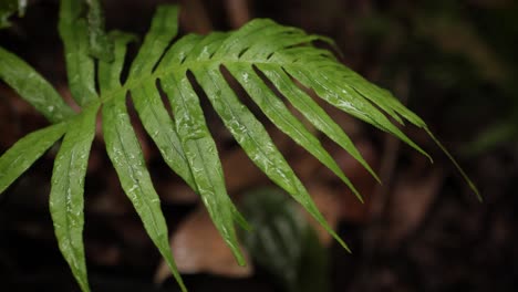 Grünes-Blatt-In-Einem-Regenwald,-Nass-Vom-Regen,-Der-Unter-Sanftes-Licht-Fällt