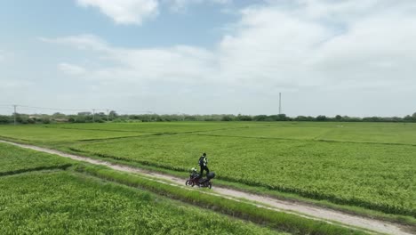 Biker-Inmitten-Lebhafter-Sindh-Reisfelder