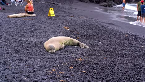 Hawaiian-Monk-Seal-sleeping-on-the-famous-Black-Sand-Beach-in-Waianapanapa-State-Park-along-the-Road-to-Hana-in-East-Maui,-Hawaii,-a-popular-tourist-destination-along-the-Road-to-Hana