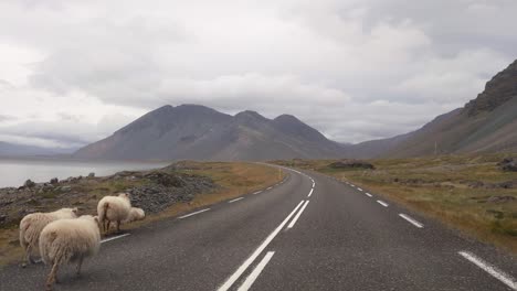 Ovejas-Islandesas-Caminando-Por-La-Carretera-Vistas-Desde-Un-Coche