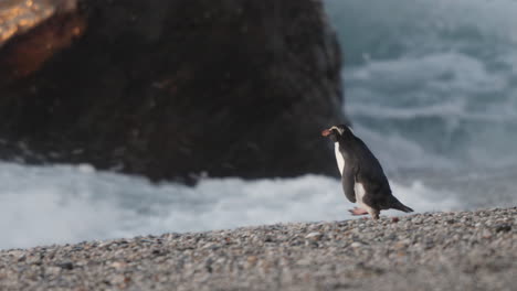Pingüino-De-Fiordland-O-Tawaki-Caminando-En-La-Playa-De-Monro-Con-Olas-En-La-Costa-Oeste-De-Nueva-Zelanda