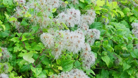 Wilde-Clematis,-Bartpflanze-Des-Alten-Mannes-Mit-Weißen-Blüten