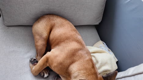 Entspannter-Brauner-Hund,-Der-Mit-Einer-Zerkauten-Decke-Auf-Einer-Grauen-Couch-Schläft