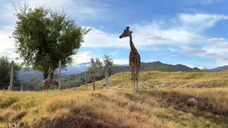 Malerische-Und-Filmische-Landschaftsansicht-Einer-Herumlaufenden-Giraffe-Mit-Strahlend-Blauem-Himmel