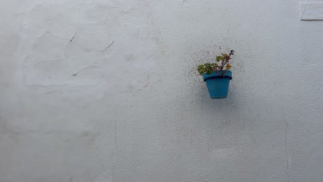 Eine-Blaue-Topfpflanze-An-Einer-Weißen-Wand-In-Einer-Ruhigen-Gegend