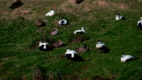 Colony-Of-Eider-Ducks-In-Their-Nest-Close-To-The-Sea-In-West-Iceland