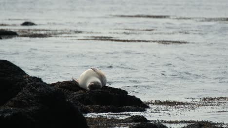 Seal-Sleeping-On-The-Rock-In-The-Coastline-Of-Ytri-Tunga-Beach-In-Snaefellsnes-Peninsula,-Iceland