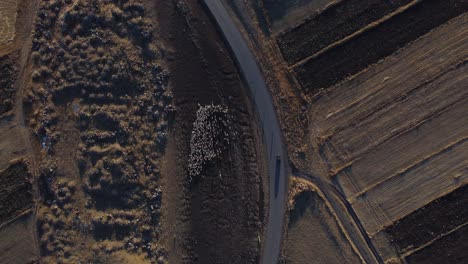 4K-Aerial-Footage:-Sheep-Herd-Grazing-Between-Cultivated-Fields-in-Samtskhe-Javakheti,-Georgia