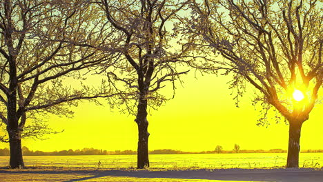 Bright-yellow-sunlight-on-a-snowy-landscape,-Sunrise-timelapse-in-winters