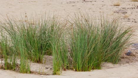 Blurry-European-beach-grass,-reeds,-and-stalks-sway-in-the-wind,-along-the-shore-isolated-in-the-dunes-with-white-sand