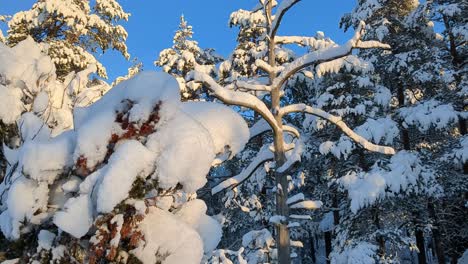 Snow-covered-trees-in-winter-forest-against-blue-sky,-rising-shot