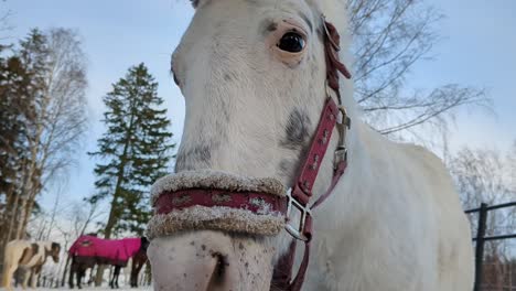 White-horse-portrait-in-winter-paddock,-close-up
