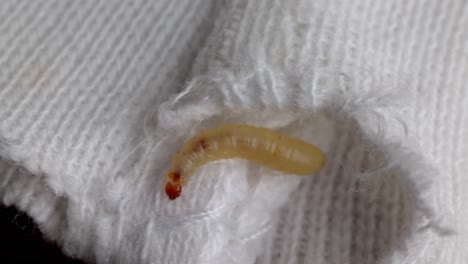 Larva-De-Polilla-India-Arrastrándose-Sobre-Tejido-De-Punto-Blanco
