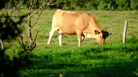 Jersey-Kuh-Weidet-Auf-Einem-üppigen-Feld,-Umrahmt-Von-Bäumen