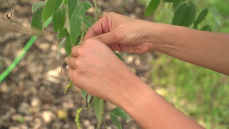 Woman-picking-gungo-peas-from-tree-Gungo-pigeon-peas-on-tree-healthy-green-fresh-protein-cultivation-harvested-botanical-garden