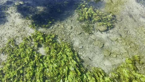 Flat-bottom-of-a-river-in-a-small-town-with-cold-clear-water-without-pollution-cleaned-by-a-few-aquatic-plants-at-the-bottom-of-the-stream-in-France