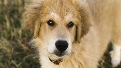 Porträt-Eines-Niedlichen-Goldenen-Hundes,-Der-In-Die-Kamera-Schaut---Anatolischer-Schäferhund-Gemischt-Mit-Großen-Pyrenäen
